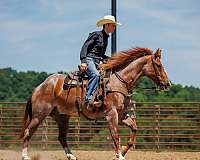 flashy-draft-horse