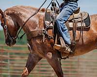 husband-safe-draft-horse