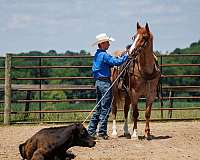 performance-draft-horse