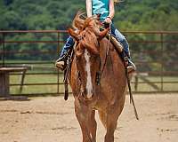 ranch-draft-horse