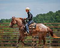 ranch-versatility-draft-horse