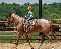 ranch-work-draft-horse