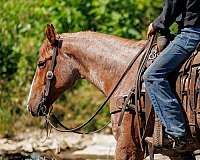 roping-draft-horse
