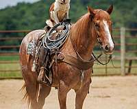 show-draft-horse