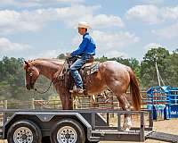 trail-riding-draft-horse
