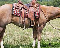 athletic-quarter-horse