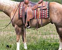 beginner-quarter-horse