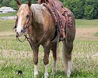 husband-safe-quarter-horse