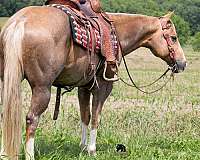 kid-safe-quarter-horse