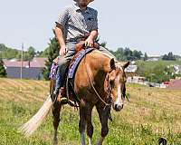 lesson-quarter-horse
