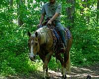 ranch-quarter-horse