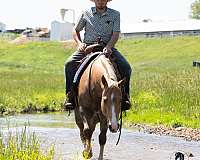 ridden-western-quarter-horse