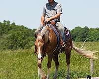 trail-quarter-horse