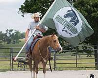 trail-riding-quarter-horse
