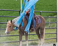 trail-class-competition-quarter-horse