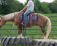 western-riding-quarter-horse