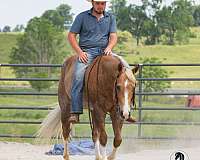 palomino-all-around-horse