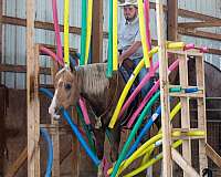 palomino-quarter-horse-gelding