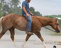 palomino-athletic-horse