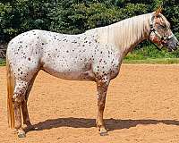 athletic-poa-horse