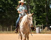 beginner-poa-horse