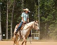 flashy-poa-horse