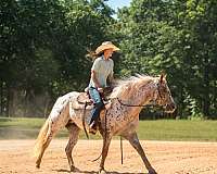 husband-safe-poa-horse