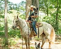 show-poa-horse
