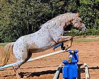 trail-poa-horse