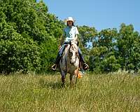 ranch-work-poa-horse