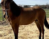 sorrel-andalusian-colt