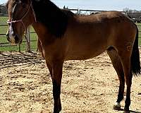sorrel-andalusian-for-sale