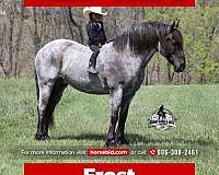 all-around-draft-horse