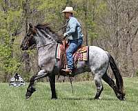 athletic-draft-horse