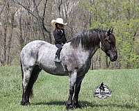 draft-horse