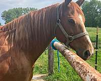 intimidator-horse