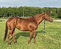 good-version-mare