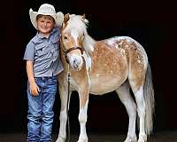 all-around-poa-pony