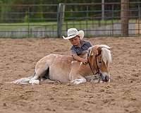 beginner-poa-pony