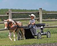 driving-poa-pony