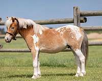 flashy-poa-pony