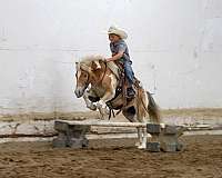 parade-poa-pony