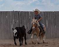 trail-poa-pony