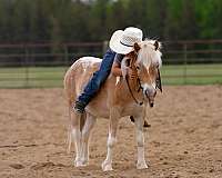 trail-riding-poa-pony