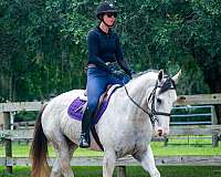 cross-draft-horse