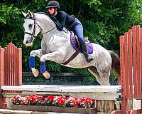 husband-safe-draft-horse