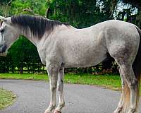 jumping-draft-horse