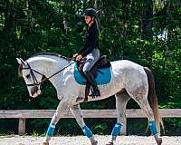 ridden-english-draft-horse