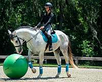 ridden-western-draft-horse