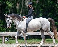trail-riding-draft-horse
